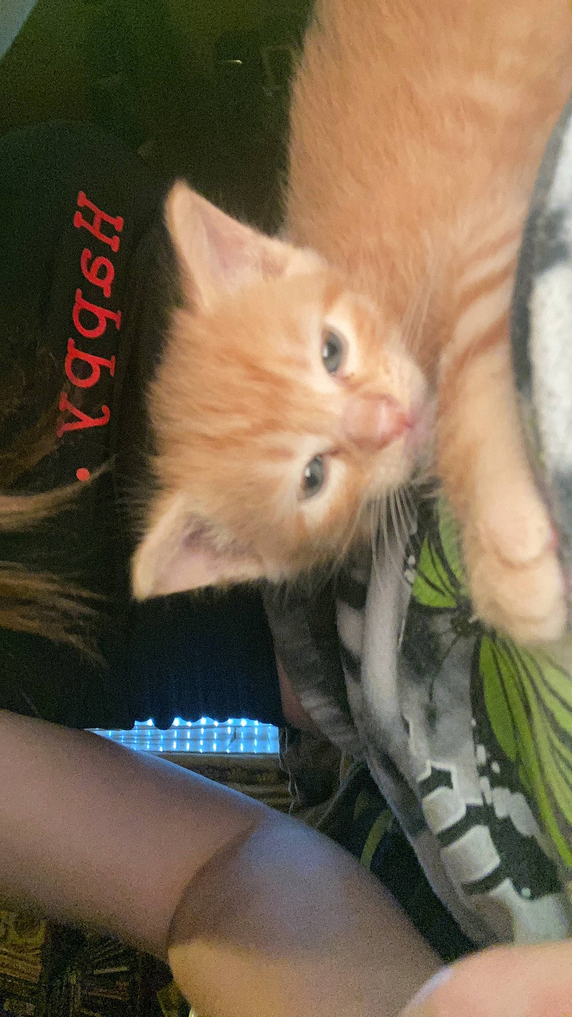 Koyo a rejoint le concours — aidez-le/la à gagner de superbes lots ! carnivore, cat, claw, comfort, domestic_short_haired_cat, eye, fawn, felidae, foot, fur, gesture, head, human_leg, lap, paw, plant, small_to_medium_sized_cats, snout, tail, whiskers