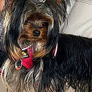 Ozzy joined the competition — help win amazing prizes! dog, yorkshire_terrier, pet, small_dog, red_harness, fur, long_hair, alert, indoor, couch, plaid_shirt, furniture, domestic_animal, canine, companion, cute, animal, mammal, leash, household