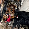 dog, yorkshire_terrier, pet, small_dog, red_harness, fur, long_hair, alert, indoor, couch, plaid_shirt, furniture, domestic_animal, canine, companion, cute, animal, mammal, leash, household