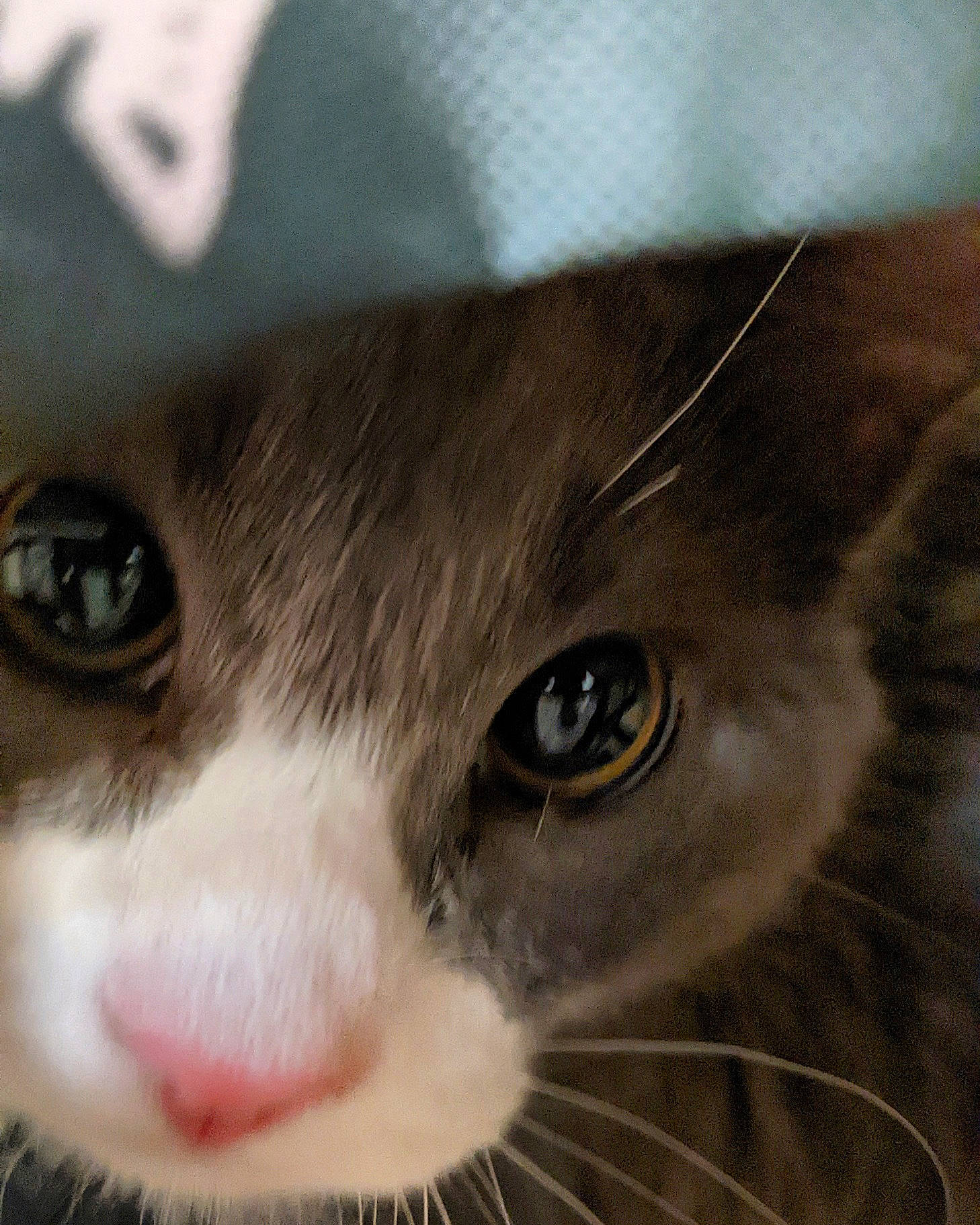 Butter joined the competition — help win amazing prizes! carnivore, cat, curious, domestic_short_haired_cat, ear, eyelash, felidae, fur, iris, no_expression, nose, photography, small_to_medium_sized_cats, snout, terrestrial_animal, vertebrate, whiskers