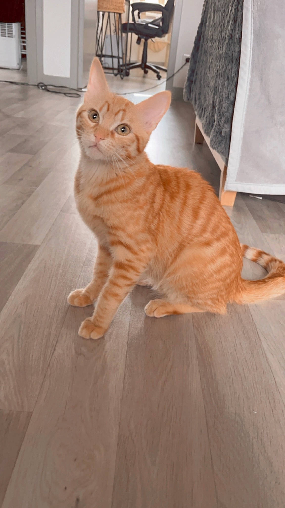 Oslo a rejoint le concours — aidez-le/la à gagner de superbes lots ! carnivore, cat, comfort, eye, fawn, felidae, floor, flooring, foot, fur, hardwood, laminate_flooring, leg, paw, small_to_medium_sized_cats, snout, tail, whiskers, wood, wood_flooring