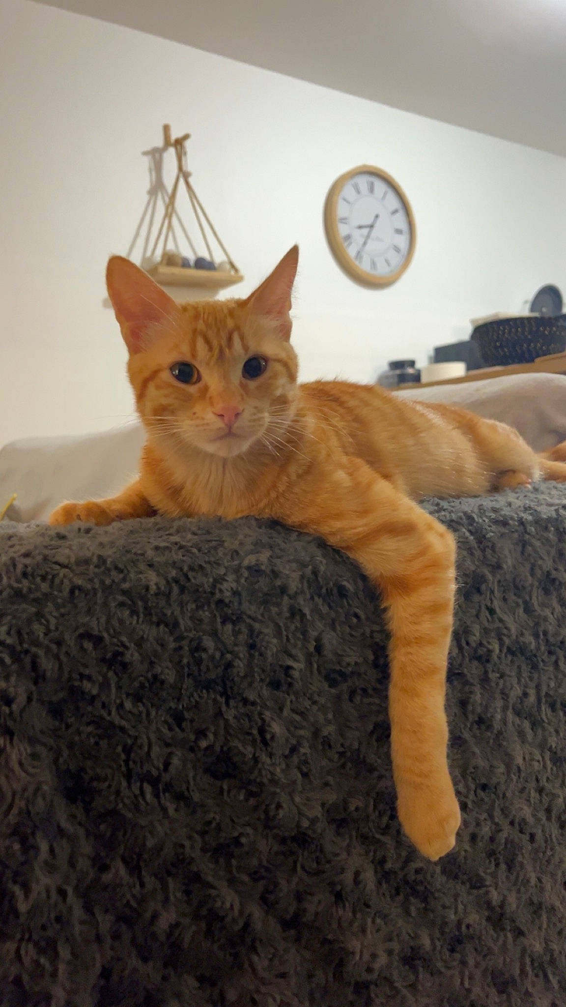 Oslo participe au concours pour gagner de l'argent avec cette photo : carnivore, cat, clock, comfort, domestic_short_haired_cat, fawn, felidae, flooring, fur, hardwood, home_accessories, paw, quartz_clock, small_to_medium_sized_cats, tail, terrestrial_animal, tree, whiskers, window, wood