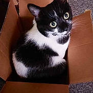 Mystery May is registered to the contest to win money with this photo: cat, black_and_white_cat, cardboard_box, pet, indoor, carpet, curious, sitting, wide_eyes, feline, domestic_cat, animal, box, home, cute, fur, whiskers, ears, looking_up, relaxed