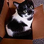 cat, black_and_white_cat, cardboard_box, pet, indoor, carpet, curious, sitting, wide_eyes, feline, domestic_cat, animal, box, home, cute, fur, whiskers, ears, looking_up, relaxed