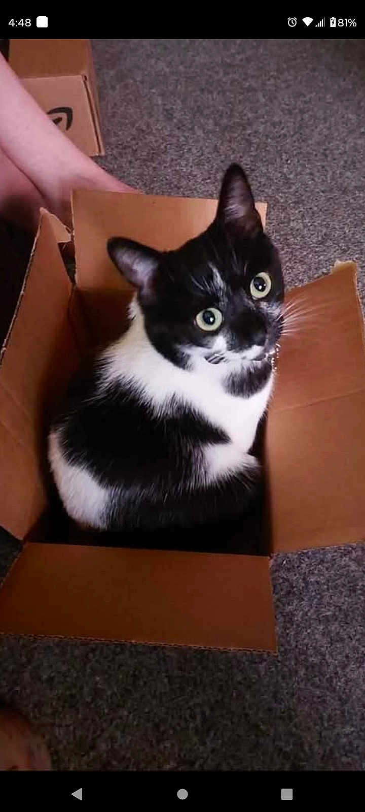 Mystery May is registered to the contest to win money with this photo: cat, black_and_white_cat, cardboard_box, pet, indoor, carpet, curious, sitting, wide_eyes, feline, domestic_cat, animal, box, home, cute, fur, whiskers, ears, looking_up, relaxed
