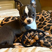 Lila participe au concours pour gagner de l'argent avec cette photo : puppy, dog, small_dog, leopard_print, blanket, bed, indoor, pet, cute, animal, fur, ears, face, whiskers, black_and_white, young, domestic_animal, resting, looking, curious