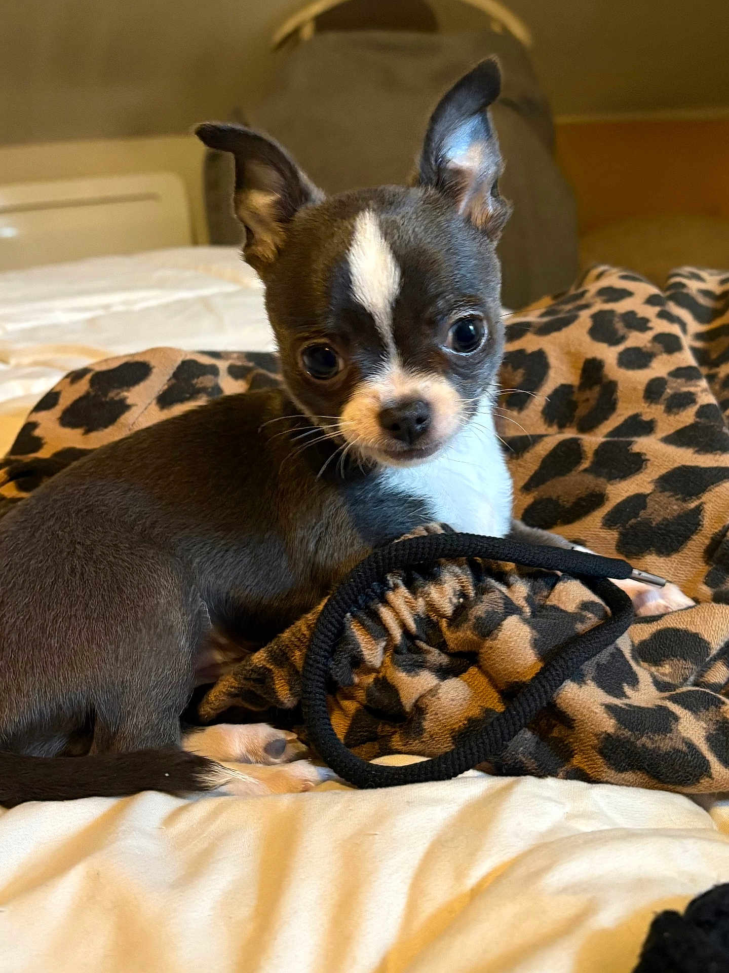 Lila participe au concours pour gagner de l'argent avec cette photo : puppy, dog, small_dog, leopard_print, blanket, bed, indoor, pet, cute, animal, fur, ears, face, whiskers, black_and_white, young, domestic_animal, resting, looking, curious