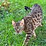 cat, animal, pet, green_eyes, spotted_fur, grass, outdoor, nature, feline, walking, alert, mammal, wild_look, domestic_cat, close_up, portrait, whiskers, ears, tail, focus