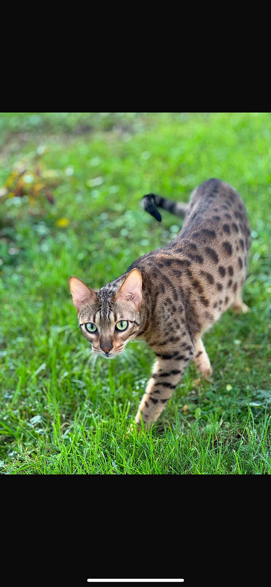 Kit a rejoint le concours — aidez-le/la à gagner de superbes lots ! cat, animal, pet, green_eyes, spotted_fur, grass, outdoor, nature, feline, walking, alert, mammal, wild_look, domestic_cat, close_up, portrait, whiskers, ears, tail, focus