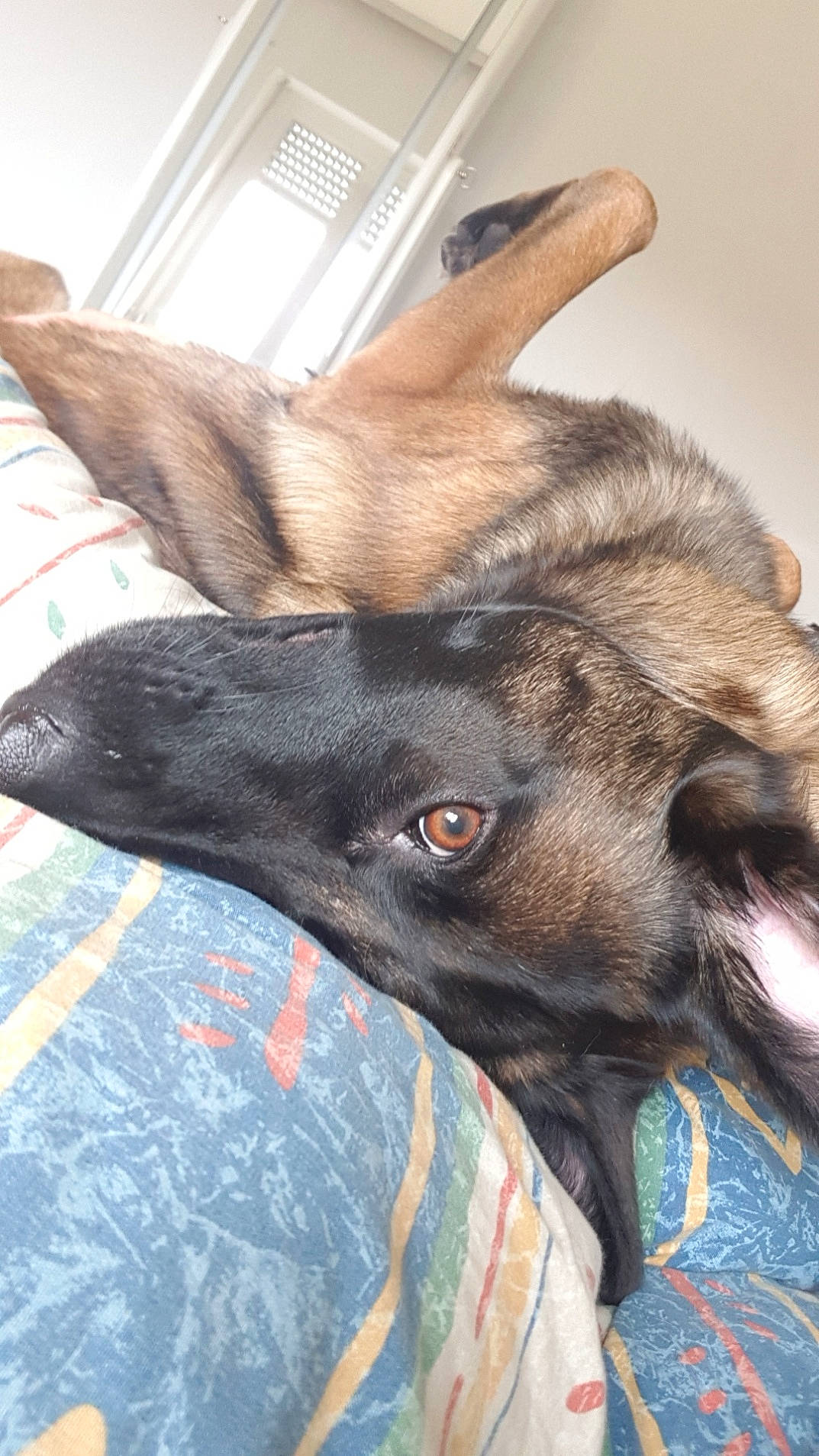 Louna a rejoint le concours — aidez-le/la à gagner de superbes lots ! canidae, carnivore, collar, companion_dog, dog, dog_breed, ear, fawn, fur, german_shepherd_dog, guard_dog, liver, snout, sporting_group, terrestrial_animal, whiskers, working_animal, working_dog