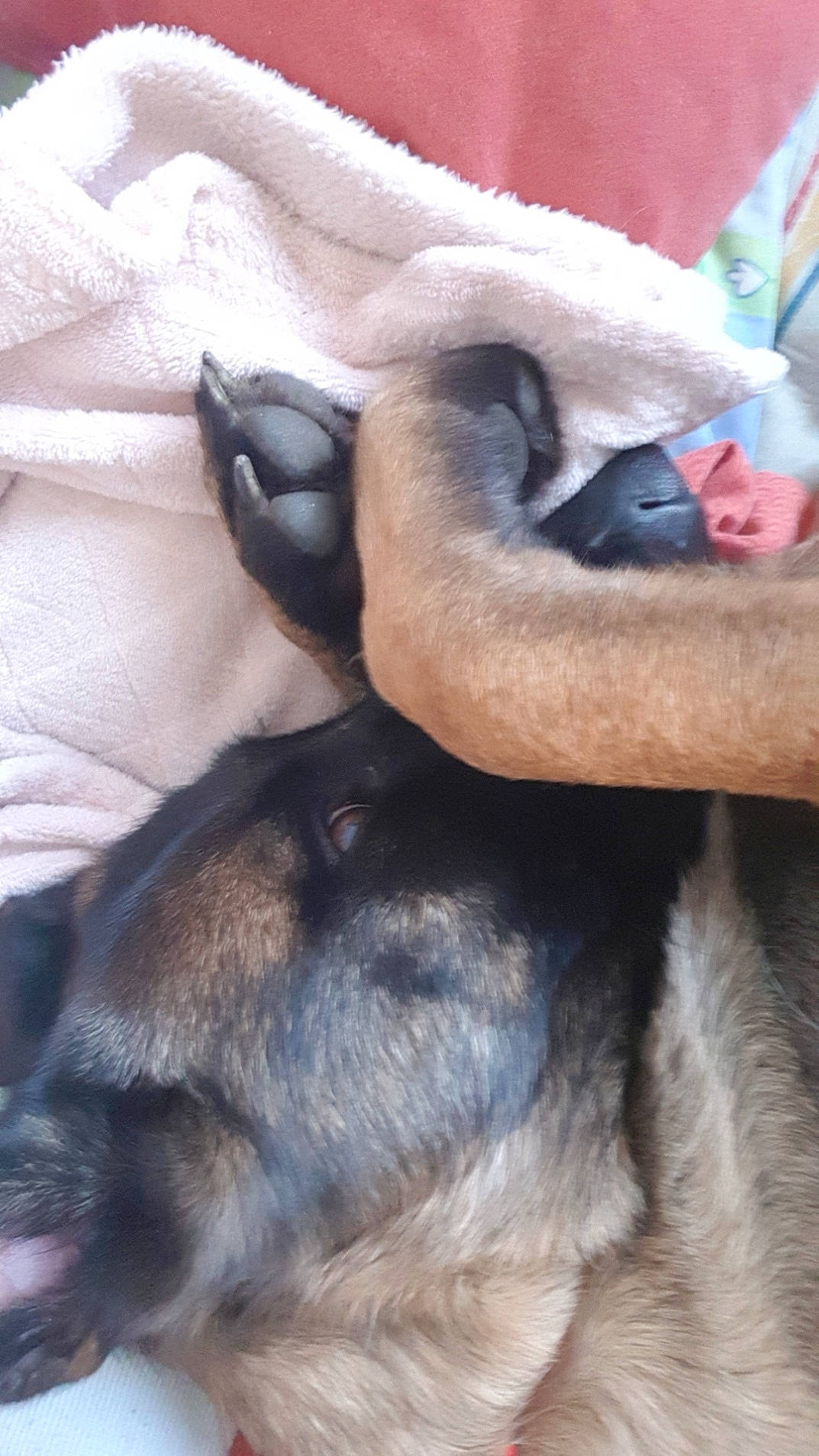 Louna participe au concours pour gagner de l'argent avec cette photo : canidae, carnivore, claw, comfort, companion_dog, dog, dog_breed, fawn, fur, guard_dog, pack_animal, paw, snout, sporting_group, tail, terrestrial_animal, whiskers, working_animal, working_dog