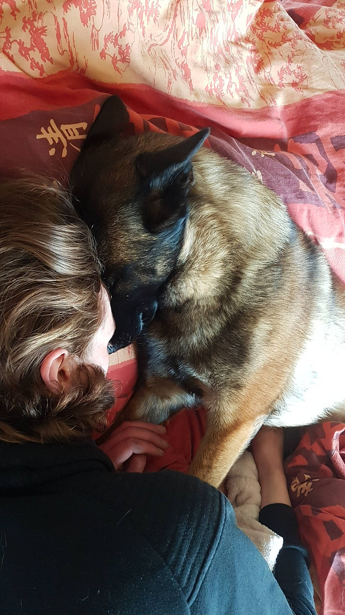 Louna participe au concours pour gagner de l'argent avec cette photo : canidae, carnivore, cat, comfort, companion_dog, dog_breed, domestic_short_haired_cat, fawn, felidae, fur, gesture, human_leg, interaction, mammal, small_to_medium_sized_cats, snout, sporting_group, tail, vertebrate, whiskers