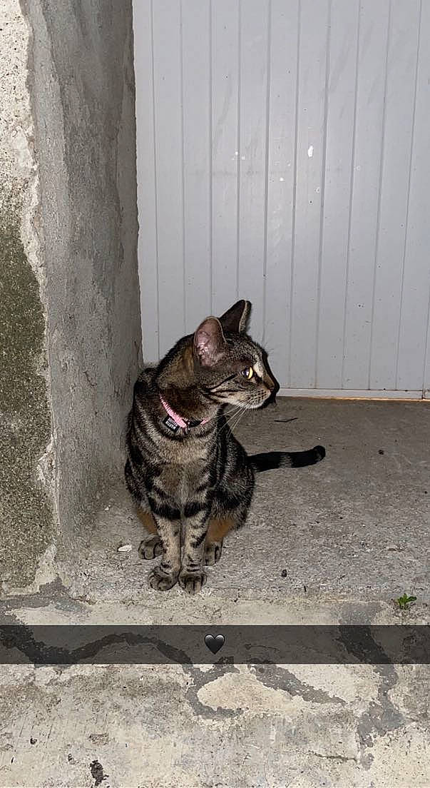 Marley participe au concours pour gagner de l'argent avec cette photo : asphalt, canidae, carnivore, cat, concrete, dog_breed, domestic_short_haired_cat, felidae, fur, grey, road, road_surface, small_to_medium_sized_cats, snout, sporting_group, street, tail, terrestrial_animal, whiskers, wood