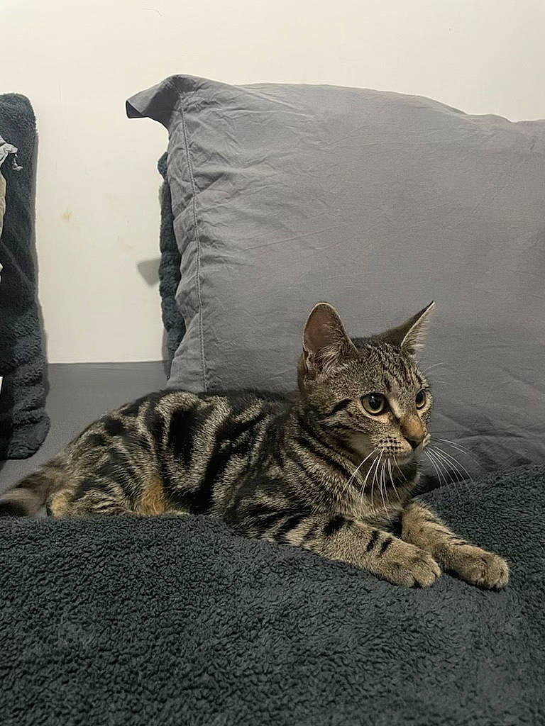 Marley participe au concours pour gagner de l'argent avec cette photo : bed, bedding, carnivore, cat, comfort, domestic_short_haired_cat, felidae, fur, grey, linens, nap, room, sitting, small_to_medium_sized_cats, snout, tail, terrestrial_animal, whiskers, wildlife, wood