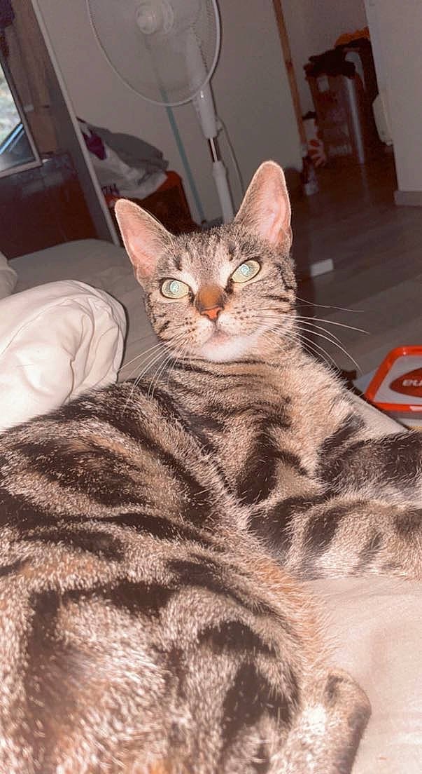 Marley a rejoint le concours — aidez-le/la à gagner de superbes lots ! carnivore, cat, claw, comfort, domestic_short_haired_cat, fawn, felidae, fur, paw, sitting, small_to_medium_sized_cats, snout, tail, terrestrial_animal, whiskers