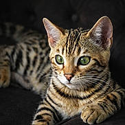 Arho participe au concours pour gagner de l'argent avec cette photo : animal, cat, close_up, couch, curious, cute, domestic_cat, feline, fur, green_eyes, indoor, mammal, paw, pet, portrait, relaxing, soft_light, striped, tabby, whiskers