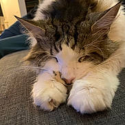 Oasis participe au concours pour gagner de l'argent avec cette photo : cat, sleeping, fluffy, paws, close_up, indoor, cozy, gray_fabric, relaxed, pet, whiskers, fur, muzzle, ears, resting, domestic_cat, cute, animal, calm, nap