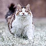 Oasis participe au concours pour gagner de l'argent avec cette photo : cat, fluffy, walking, grass, outdoor, frost, winter, animal, pet, mammal, confident, fur, nature, closeup, portrait, whiskers, tail, white, brown, tabby
