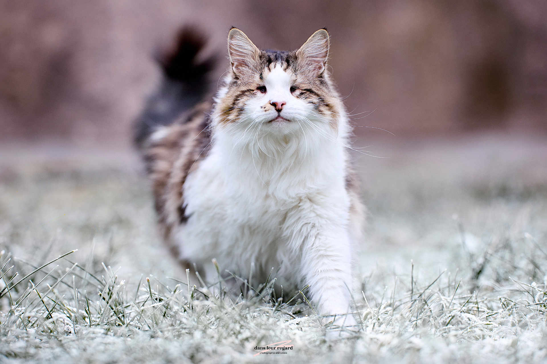 Oasis participe au concours pour gagner de l'argent avec cette photo : cat, fluffy, walking, grass, outdoor, frost, winter, animal, pet, mammal, confident, fur, nature, closeup, portrait, whiskers, tail, white, brown, tabby