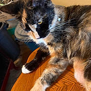 Smore is registered to the contest to win money with this photo: animal, cat, close_up, collar, cute, domestic_cat, feline, fur, household, indoor, multicolored, paw, pet, relaxed, resting, side_view, tortoiseshell_cat, whiskers, wooden_table, yellow_eyes