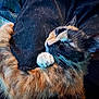 Smore is registered to the contest to win money with this photo: animal, blanket, cat, claw, closeup, comfort, cozy, cute, fabric, fur, indoor, kitten, paw, pet, relaxed, resting, sleeping, soft, tortoiseshell, whiskers