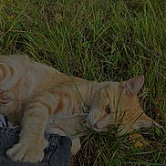 Pumba participe au concours pour gagner de l'argent avec cette photo : animal, cat, closeup, cute, denim, fur, ginger_cat, grass, ground, leaf, leg, mammal, nature, outdoor, paw, pet, playful, relaxed, resting, tabby