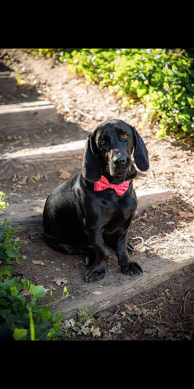 Gus is registered to the contest to win money with this photo: canidae, carnivore, collar, companion_dog, dog, dog_breed, dog_collar, fawn, fur, grass, gun_dog, liver, plant, retriever, road_surface, snout, sporting_group, terrestrial_animal, whiskers, working_animal