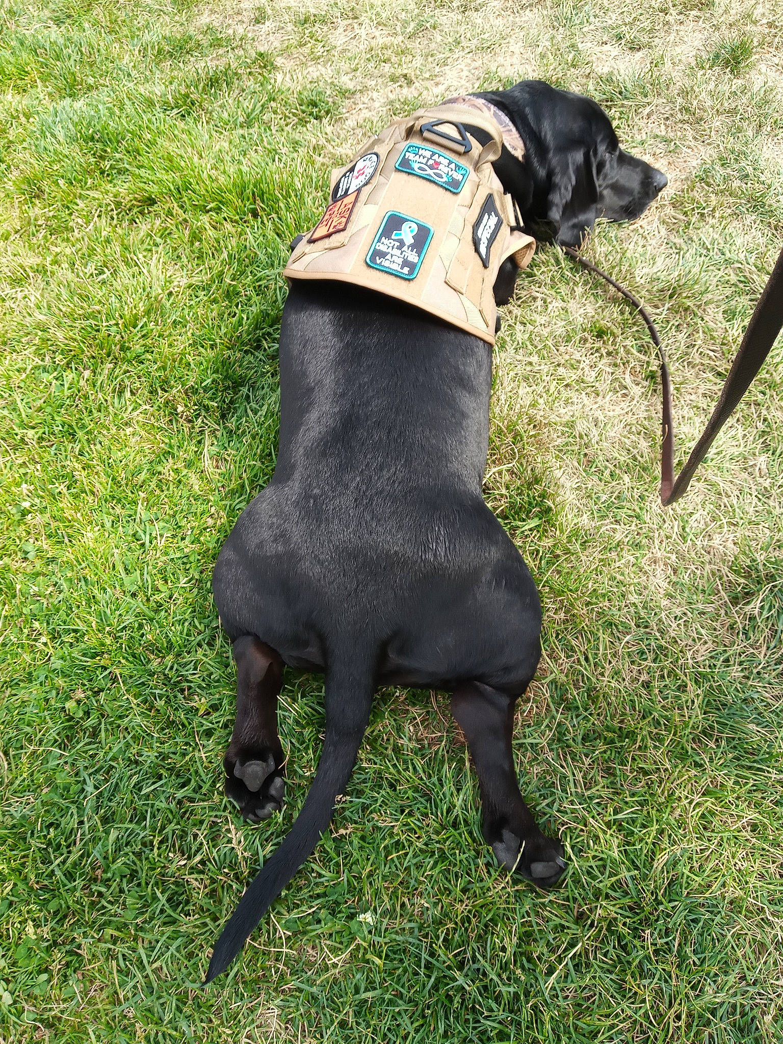 Gus joined the competition — help win amazing prizes! borador, carnivore, collar, companion_dog, dog, dog_breed, dog_clothes, dog_collar, dog_supply, fashion_accessory, fawn, grass, guard_dog, hat, leash, personal_protective_equipment, pet_supply, snout, tail, working_animal