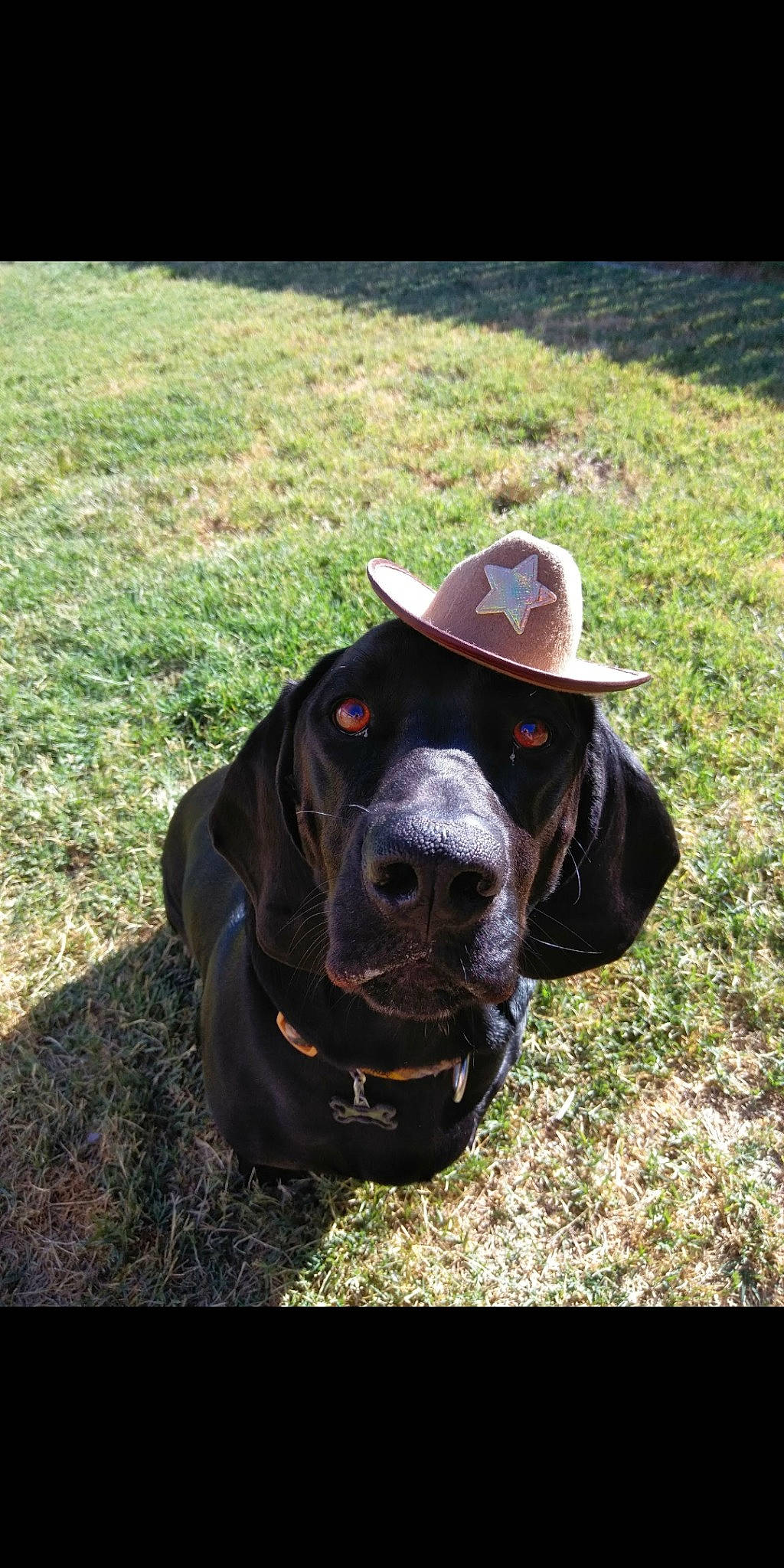Gus is registered to the contest to win money with this photo: canidae, carnivore, collar, companion_dog, cowboy_hat, dog, dog_breed, eye, fawn, fedora, grass, hat, liver, outerwear, pet_supply, snout, sporting_group, sun_hat, sunglasses, working_animal