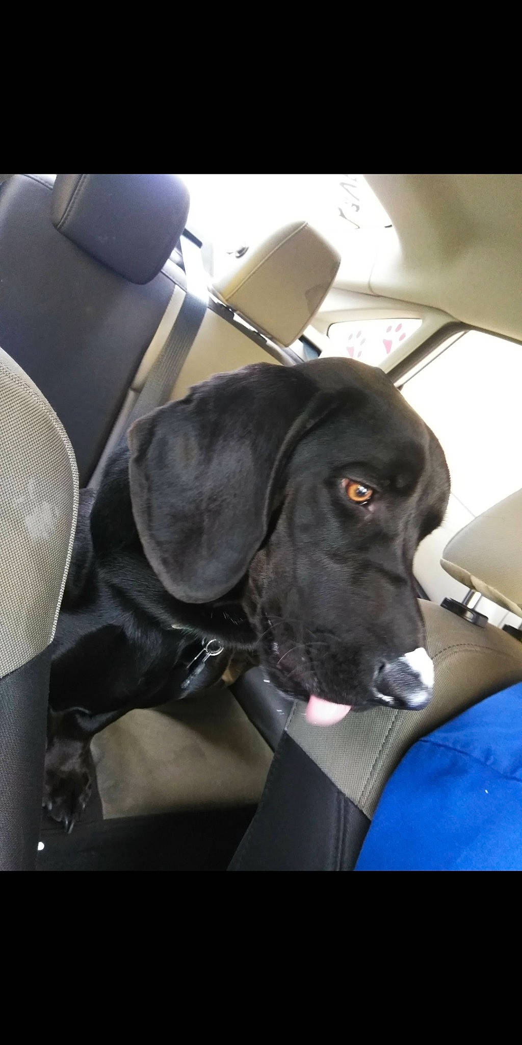 Gus joined the competition — help win amazing prizes! auto_part, automotive_design, automotive_exterior, automotive_lighting, car, car_seat, car_seat_cover, carnivore, collar, companion_dog, dog, dog_breed, dog_collar, motor_vehicle, personal_luxury_car, snout, sporting_group, vehicle, vehicle_door, working_animal