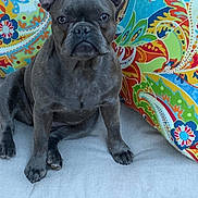 Lilo is registered to the contest to win money with this photo: dog, french_bulldog, pet, indoor, couch, pillow, colorful, patterned_pillow, sitting, animal, canine, ears, snout, fur, looking, expression, home, domestic, cute, companion