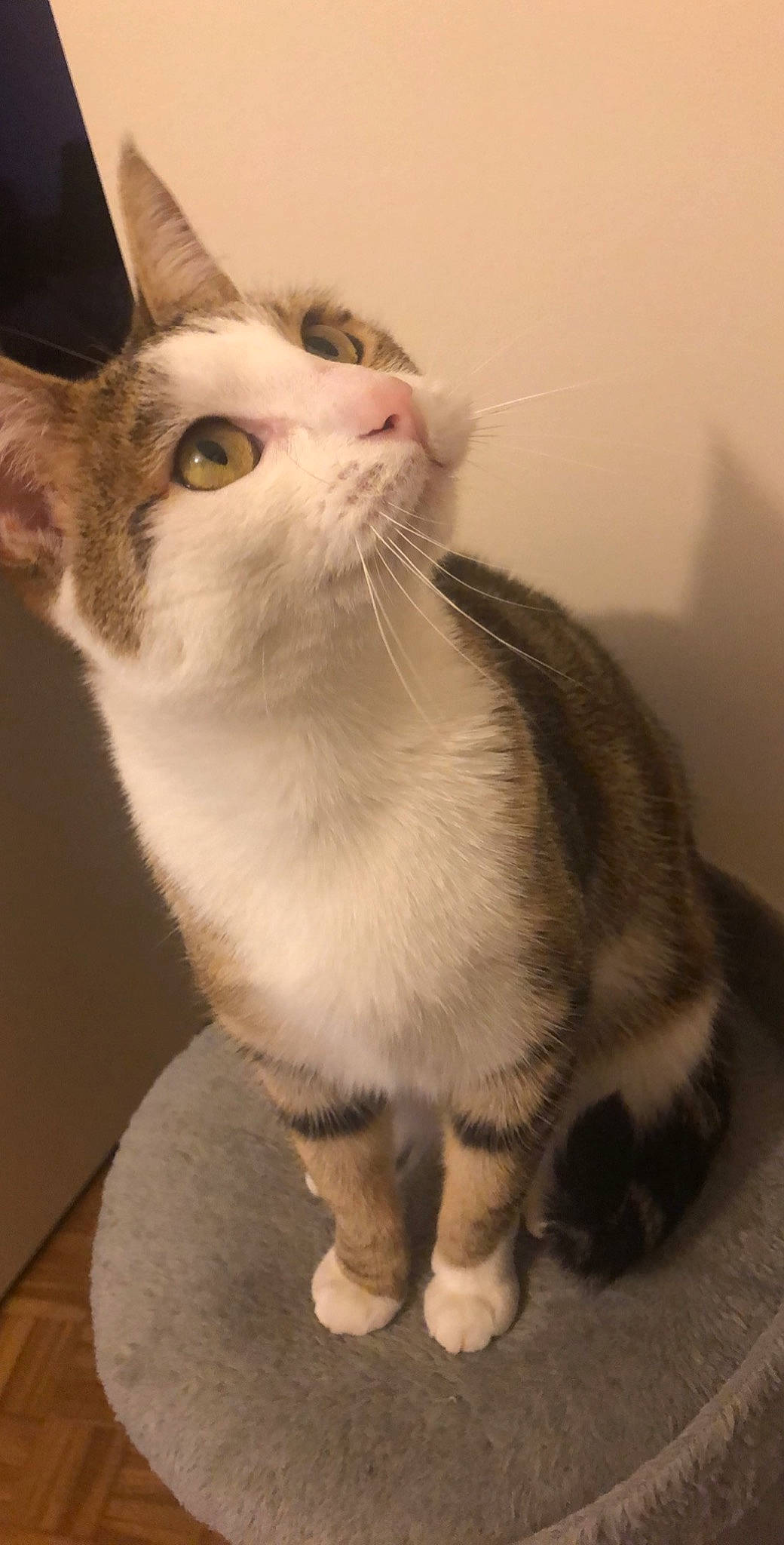 Choupinette a rejoint le concours — aidez-le/la à gagner de superbes lots ! aegean_cat, american_wirehair, arabian_mau, asian, australian_mist, carnivore, cat, domestic_short_haired_cat, european_shorthair, fawn, felidae, kitten, mammal, ojos_azules, paw, polydactyl_cat, small_to_medium_sized_cats, snout, vertebrate, whiskers