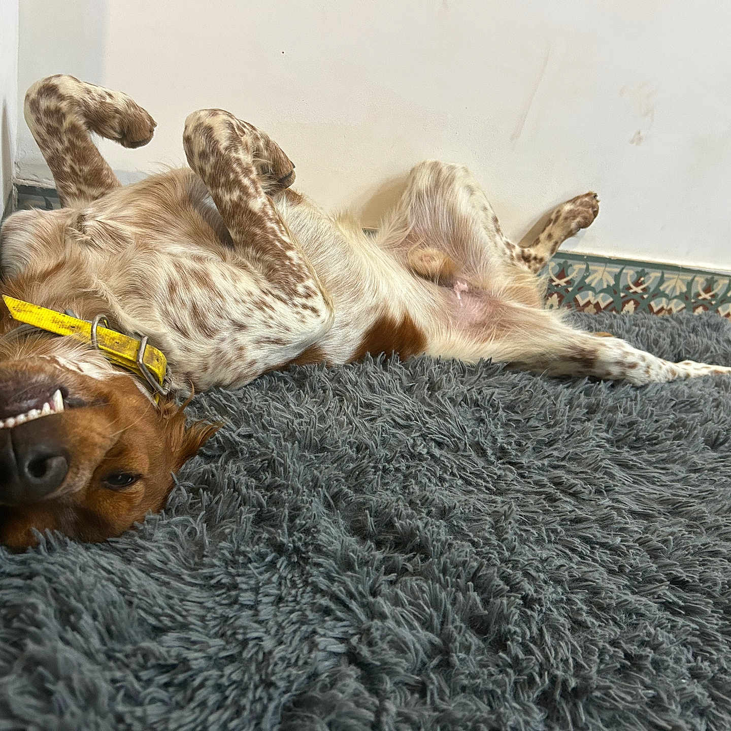 Virgule a rejoint le concours — aidez-le/la à gagner de superbes lots ! accessories, animal, blanket, canine, cockerspaniel, couch, dog, furniture, goldenretriever, homedecor, hound, indoors, interiordesign, linen, person, pet, pointer, puppy, sleeping, strap