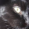 animal, black_cat, blurred, cat, close_up, closeup, cute, dark_background, domestic_cat, eye, face, feline, fur, macro, mammal, pet, portrait, whisker, whiskers, yellow_eye