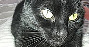Maya a rejoint le concours — aidez-le/la à gagner de superbes lots ! animal, bed, black_cat, blanket, cat, close_up, cute, domestic_cat, feline, fur, household, indoor, mammal, pet, portrait, relaxed, resting, sleepy, whiskers, yellow_eyes