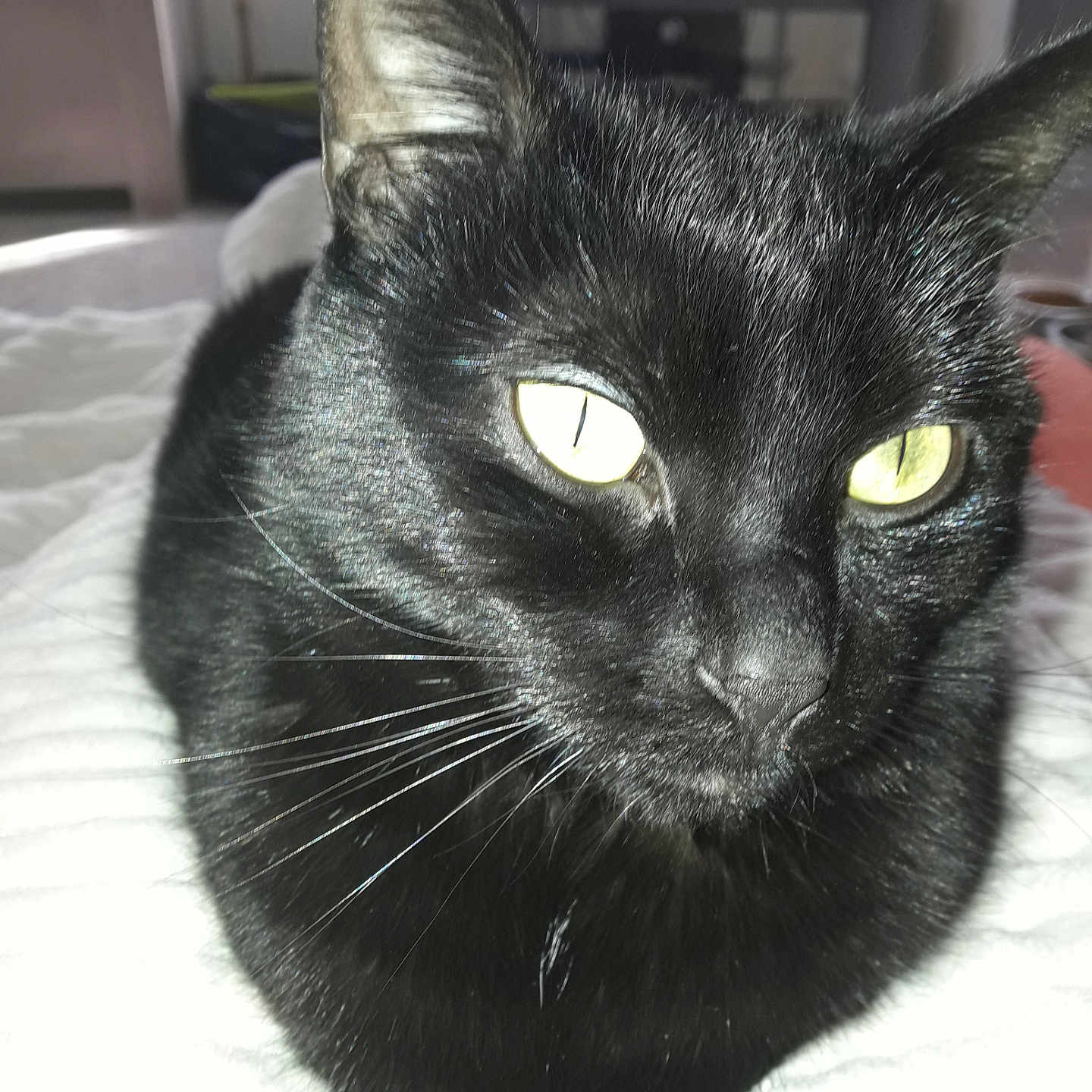 Maya a rejoint le concours — aidez-le/la à gagner de superbes lots ! animal, bed, black_cat, blanket, cat, close_up, cute, domestic_cat, feline, fur, household, indoor, mammal, pet, portrait, relaxed, resting, sleepy, whiskers, yellow_eyes