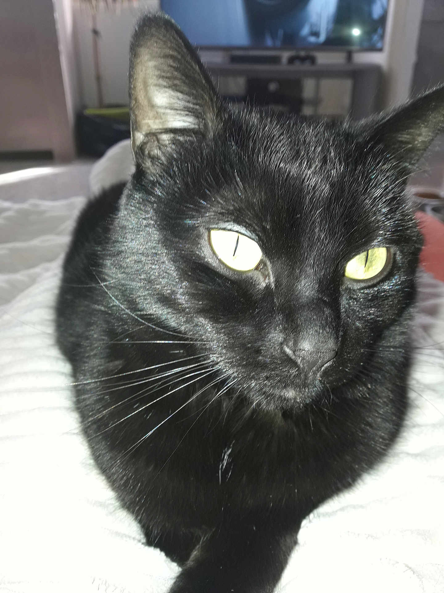 Maya a rejoint le concours — aidez-le/la à gagner de superbes lots ! black_cat, cat, pet, close_up, whiskers, yellow_eyes, indoor, blanket, feline, animal, fur, relaxed, domestic_cat, bed, resting, cute, portrait, household, mammal, sleepy
