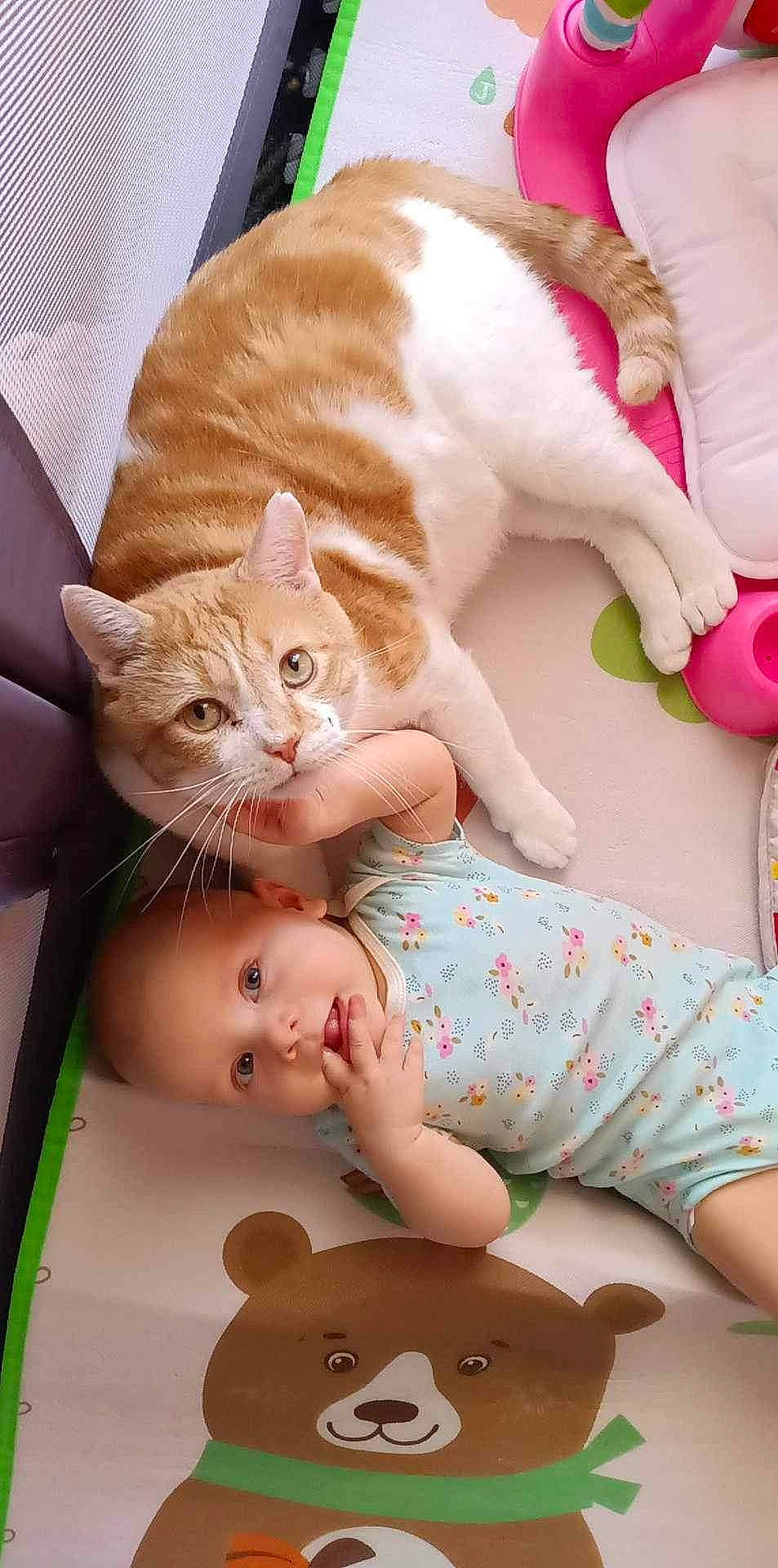 Jude is registered to the contest to win money with this photo: baby, baby_toddler_clothing, bed, carnivore, cat, child, comfort, domestic_short_haired_cat, fawn, felidae, gesture, head, lap, linens, person, skin, small_to_medium_sized_cats, tail, toddler, whiskers
