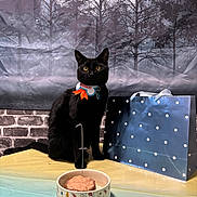 Gizmo joined the competition — help win amazing prizes! animal, background, birthday, black_cat, bowl, brick_wall, candle, cat, celebration, collar, decorations, food, gift_bag, indoor, number_one, party, pet, pom_poms, table, yellow_eyes