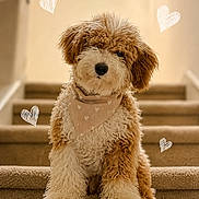 Betty Jane is registered to the contest to win money with this photo: adorable, animal, bandana, brown_and_white, canine, carpet, curly_fur, cute, dog, doodle_hearts, fluffy, heart_pattern, indoor, pet, portrait, puppy, sitting, stairs, stairs_indoor, young_dog