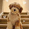 adorable, animal, bandana, brown_and_white, canine, carpet, curly_fur, cute, dog, doodle_hearts, fluffy, heart_pattern, indoor, pet, portrait, puppy, sitting, stairs, stairs_indoor, young_dog