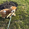 Betty Jane joined the competition — help win amazing prizes! animal, brown_dog, canine, curly_fur, cute, daylight, dog, grass, happy, leash, nature, outdoor, park, pet, playful, sidewalk, small_tree, stick, tree, white_fur