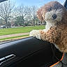Betty Jane joined the competition — help win amazing prizes! animal, car_interior, curious, curly_fur, cute, daytime, dog, door, fluffy, grass, leash, nature, outdoor, park, pet, road, seat, sky, trees, window