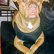 Archie joined the competition — help win amazing prizes! animal, black_harness, brown_eyes, calm, couch, crossed_paws, dog, domestic_animal, ears_up, front_view, furniture, household, indoor, living_room, nose, pet, portrait, sitting, snout, tan_coat