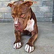 Shelka participe au concours pour gagner de l'argent avec cette photo : dog, brown_dog, white_paws, concrete_floor, brick_wall, indoor, pet, animal, canine, laying_down, ears, focused_eyes, snout, paws, fur, resting, portrait, quiet, expression, closeup