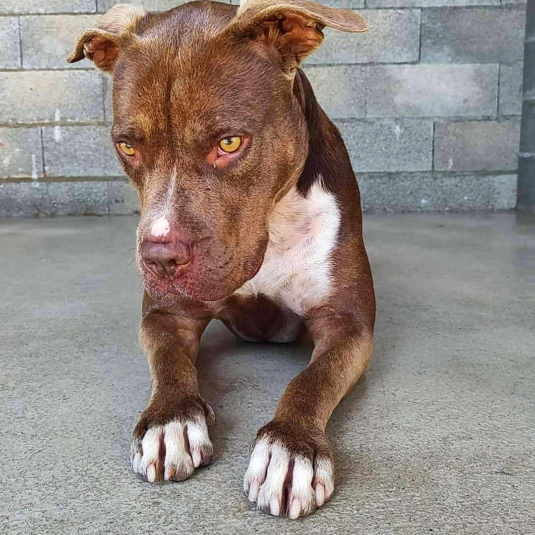 Shelka participe au concours pour gagner de l'argent avec cette photo : animal, brick_wall, brown_dog, canine, closeup, concrete_floor, dog, ears, expression, focused_eyes, fur, indoor, laying_down, paws, pet, portrait, quiet, resting, snout, white_paws