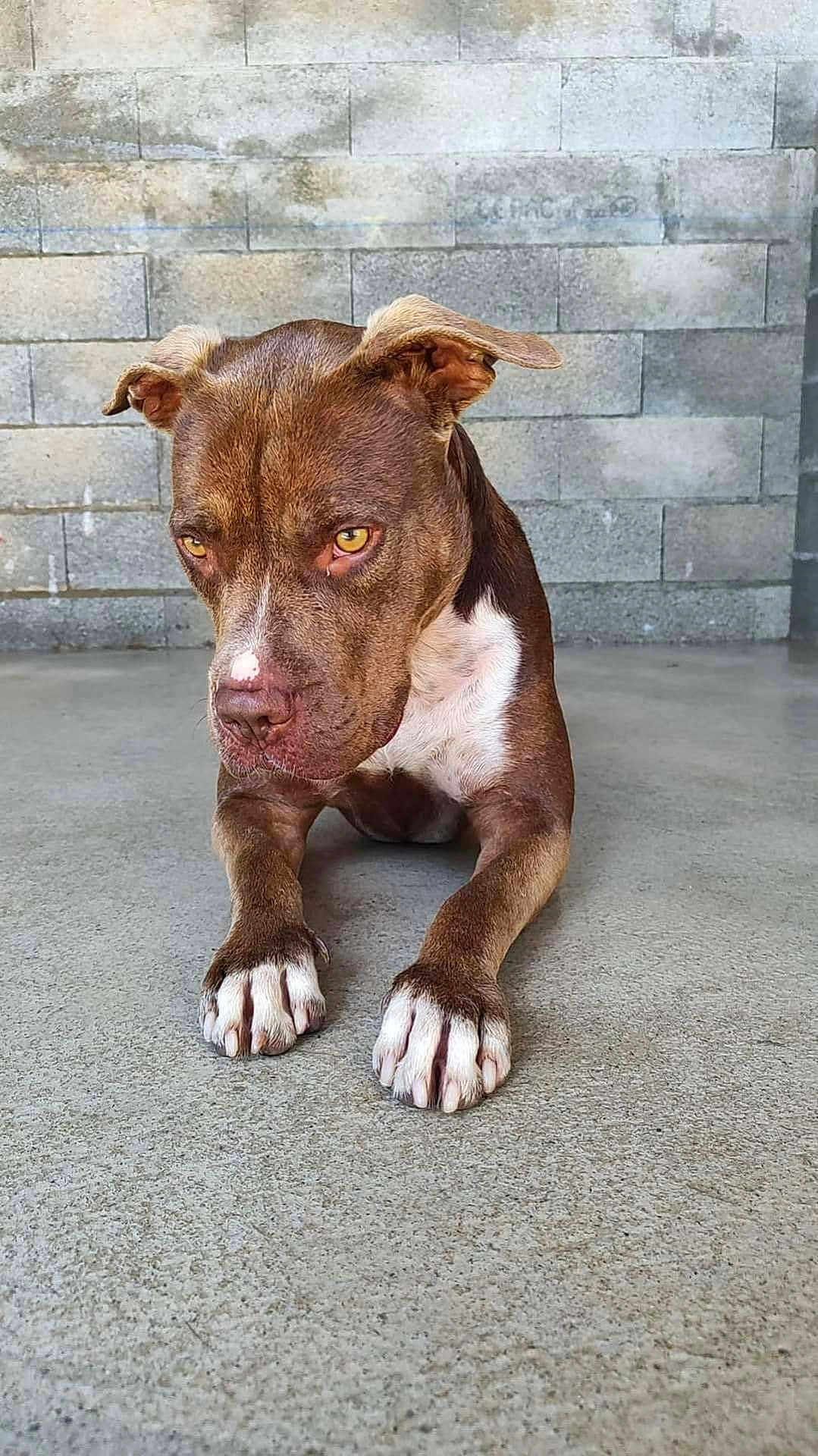 Shelka participe au concours pour gagner de l'argent avec cette photo : dog, brown_dog, white_paws, concrete_floor, brick_wall, indoor, pet, animal, canine, laying_down, ears, focused_eyes, snout, paws, fur, resting, portrait, quiet, expression, closeup
