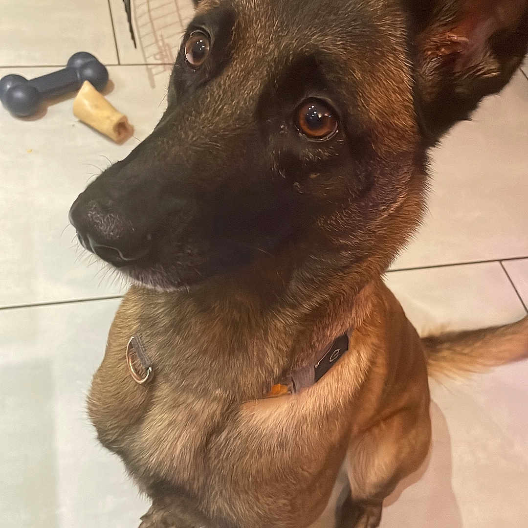 Tina a rejoint le concours — aidez-le/la à gagner de superbes lots ! animal, canine, chair, dog, furniture, germanshepherd, hound, pet, plywood, policedog, puppy, snout, wood