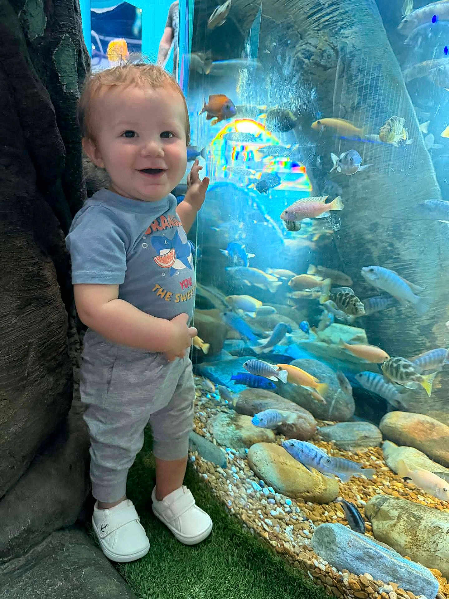 Carter joined the competition — help win amazing prizes! child, toddler, baby, aquarium, fish, tank, rocks, water, glass, smile, standing, shoes, sneakers, shirt, pants, pebbles, exhibit, hand, portrait, happy