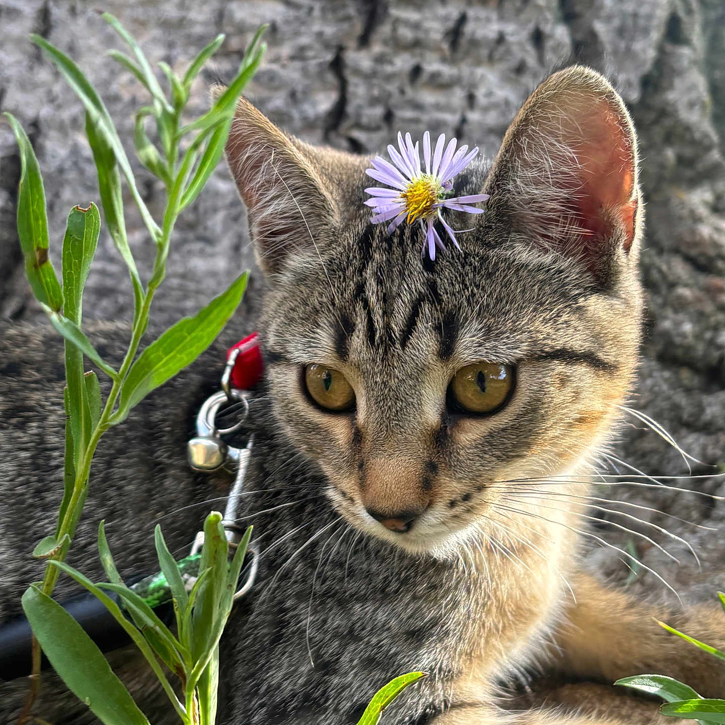 Ash is registered to the contest to win money with this photo: cat, tabby, flower, plant, outdoor, nature, greenery, tree_bark, whiskers, collar, pet, animal, close_up, curious, cute, relaxed, sunlight, fur, ears, eyes